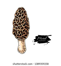 Morel mushroom hand drawn vector illustration. Sketch food drawing isolated on white background. Organic vegetarian product. Great  for menu, label, product packaging, recipe