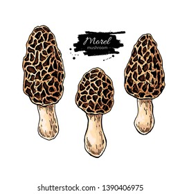 Morel mushroom hand drawn vector illustration set. Sketch food drawing isolated on white background. Organic vegetarian product. Great  for menu, label, product packaging, recipe