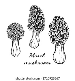 Morel mushroom hand drawn vector illustration. Sketch style drawing isolated on white background with sliced pieces. Organic vegetarian object for menu, label, recipe, product packaging