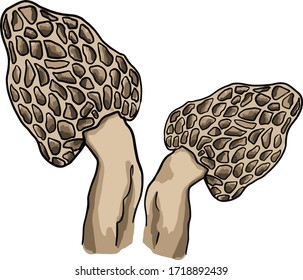 Morel mushroom hand drawn vector illustration set. Sketch food drawing isolated on white background. Organic vegetarian product. Great for menu, label, product packaging, recipe.For cards, posters.