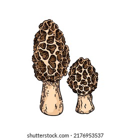 morel mushroom hand drawn vector. forest fungus, organic nature food, fresh fungi morel mushroom sketch. isolated color illustration