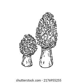 Morel Pilz handgezeichnet Vektorgrafik. Waldpilze, Bio-Naturnahrung, frische Pilzpilzskizze. einzelne schwarze Illustration