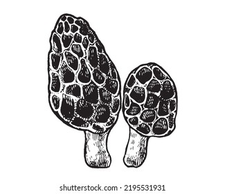 Morel mushroom hand drawn vector illustration.