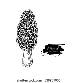 Morel mushroom hand drawn vector illustration. Sketch food drawing isolated on white background. Organic vegetarian product. Great  for menu, label, packaging, recipe