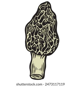 Morel mushroom line drawing isolated on white background.