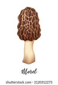 Morel Mushroom on white background, natural food ingredient, realistic vector illustration