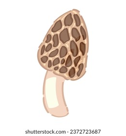 Morel mushroom on white background