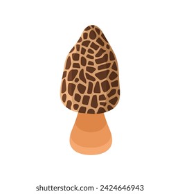 Morel mushroom realistic flat style vector illustration