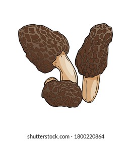 Morel mushroom, Set of Morel mushroom on white background. Morel mushroom vector illustration