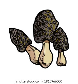 Morel Mushroom, Set of Morel Mushroom on white background. Morel Mushroom, vector illustration. 