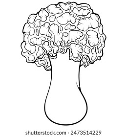 Morel mushroom. Spongy morel. Forest autumn edible mushroom. Vector illustration in hand drawn sketch doodle style. Line art graphic vegetarian food isolated on white. Design for coloring book