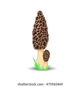 Morel mushroom surround isolated on white background with grass