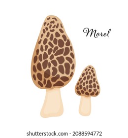 Morel mushroom. Vector cartoon illustration of Japanese food isolated on white. Raw vegetable.