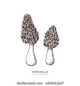 Morel mushroom vector illustration. Hand drawn food drawing. Edible mushroom sketch. Organic vegetarian product. Perfect for recipe, menu, label, icon, packaging, Vintage mushroom collection.