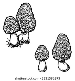 Morel-Pilz. Vektorgrafik von Pilz einzeln auf weißem Hintergrund.