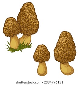 Morel mushroom. vector illustration of mushroom isolated on white background.