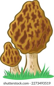 Morel-Pilz-Vektorbild ohne Hintergrund 