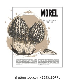 Diseño de etiquetas de Vector dibujado a mano de color de racimo de setas Morel. Morel de hongos de bosque crudo con gorra esponjosa. Comida vegetariana orgánica natural y saludable. Bosquejo del Paquete de hongos Morchella