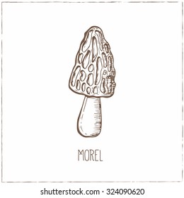 Morel. Mushrooms collection. Healthy vegetarian food. Vintage black and white illustration in the style of engravings. Hand drawn food vector background.