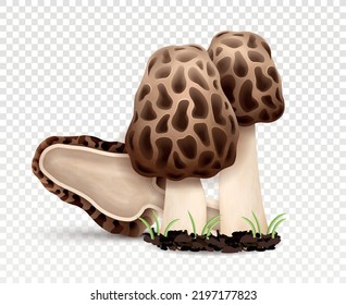 Morel-Pilze-Konzept. Natürliche, frische und ökologische Erzeugnisse auf Kopienraum. Grafisches Element für Website. Herbstsymbol und Herbst. Realistische 3D-Vektorgrafiken einzeln auf transparentem Hintergrund