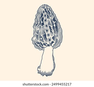 Morel Mushrooms. Hand drawn carving style illustration, Engraved vector illustration.