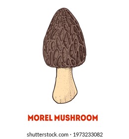 Morel mushrooms hand drawn. Mushroom vector illustration. Organic healthy food. Great for packaging design.	