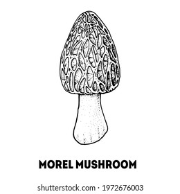 Morel mushrooms hand drawn sketch. Mushroom vector illustration. Organic healthy food. Great for packaging design. Engraved style. Black and white color