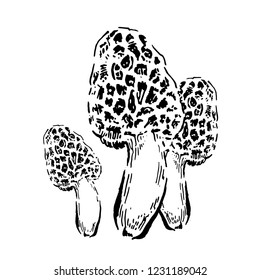 Morel mushrooms. Hand drawn vintage vector illustration.