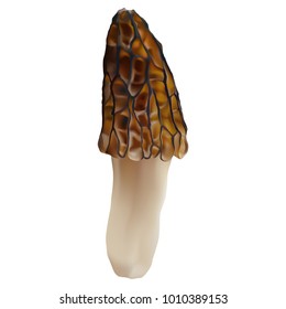 Morel mushrooms. Morchella elata. Realistic vector illustration on white background.
