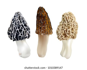 Morel mushrooms. Morchella esculenta, Morchella elata, Morchella  rufobrunnea. Realistic vector illustration on white background.
