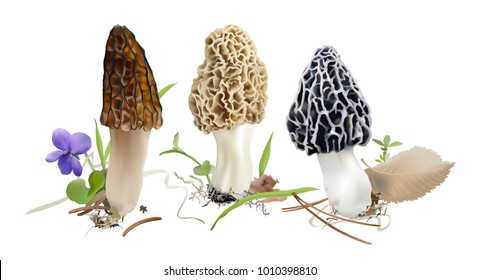 Morel mushrooms in natural environment.  Morchella esculenta, Morchella elata, Morchella  rufobrunnea. Realistic vector illustration on white background.
