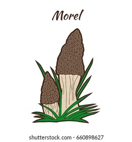 Morel mushrooms in nature. Colored hand drawn vector illustration