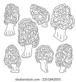 Morel mushrooms outline vector image