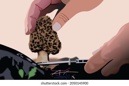 Morel mushrooms picking by knife for survival