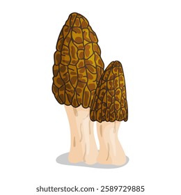 Morel mushrooms set. Edible forest mushroom icon. Hand drawn trendy flat style isolated icon on a transparent background Morchella australiana fungus group engraved. Vector illustration