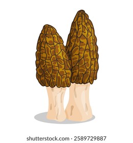 Morel mushrooms set. Edible forest mushroom icon. Hand drawn trendy flat style isolated icon on a transparent background Morchella australiana fungus group engraved. Vector illustration