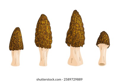 Morel mushrooms set. Edible forest mushroom icon. Hand drawn trendy flat style isolated icon on a transparent background Morchella australiana fungus group engraved. Vector illustration