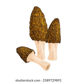 Morel mushrooms set. Edible forest mushroom icon. Hand drawn trendy flat style isolated icon on a transparent background Morchella australiana fungus group engraved. Vector illustration