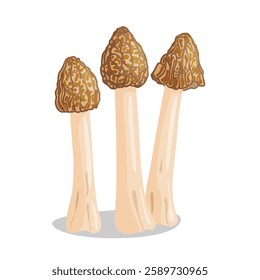 Morel mushrooms set. Edible forest mushroom Verpa bohemica icon. Hand drawn trendy flat style isolated icon on a transparent background Morchella bohemica fungus group engraved. Vector illustration