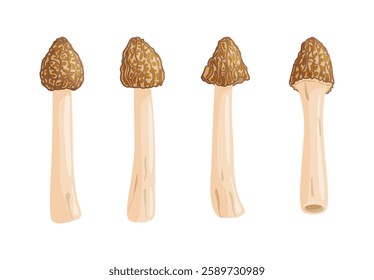 Morel mushrooms set. Edible forest mushroom Verpa bohemica icon. Hand drawn trendy flat style isolated icon on a transparent background Morchella bohemica fungus group engraved. Vector illustration