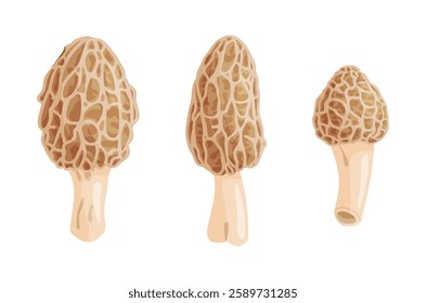 Morel mushrooms set. Edible forest mushroom icon. Hand drawn trendy flat style isolated icon on a transparent background Morchella dunensis fungus group engraved. Vector illustration