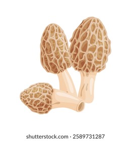 Morel mushrooms set. Edible forest mushroom icon. Hand drawn trendy flat style isolated icon on a transparent background Morchella dunensis fungus group engraved. Vector illustration