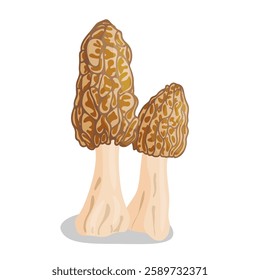 Morel mushrooms set. Edible forest mushroom icon. Hand drawn trendy flat style isolated icon on a transparent background Morchella esculenta fungus group engraved. Vector illustration