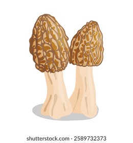 Morel mushrooms set. Edible forest mushroom icon. Hand drawn trendy flat style isolated icon on a transparent background Morchella esculenta fungus group engraved. Vector illustration