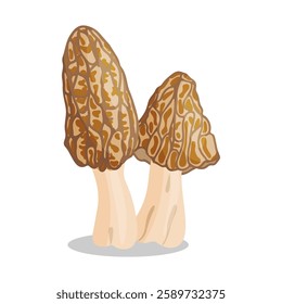 Morel mushrooms set. Edible forest mushroom icon. Hand drawn trendy flat style isolated icon on a transparent background Morchella esculenta fungus group engraved. Vector illustration