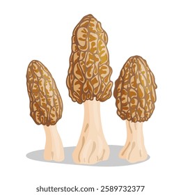 Morel mushrooms set. Edible forest mushroom icon. Hand drawn trendy flat style isolated icon on a transparent background Morchella esculenta fungus group engraved. Vector illustration