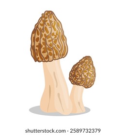 Morel mushrooms set. Edible forest mushroom icon. Hand drawn trendy flat style isolated icon on a transparent background Morchella esculenta fungus group engraved. Vector illustration