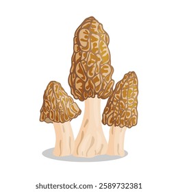 Morel mushrooms set. Edible forest mushroom icon. Hand drawn trendy flat style isolated icon on a transparent background Morchella esculenta fungus group engraved. Vector illustration