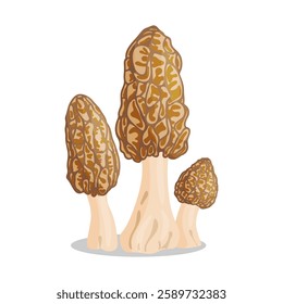 Morel mushrooms set. Edible forest mushroom icon. Hand drawn trendy flat style isolated icon on a transparent background Morchella esculenta fungus group engraved. Vector illustration