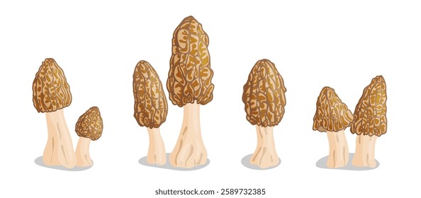 Morel mushrooms set. Edible forest mushroom icon. Hand drawn trendy flat style isolated icon on a transparent background Morchella esculenta fungus group engraved. Vector illustration